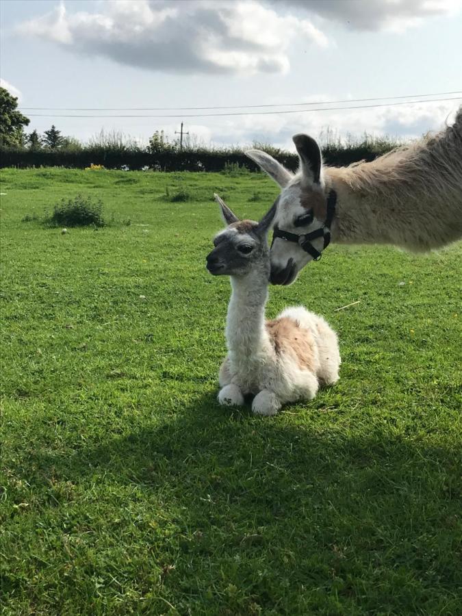 The Beautiful Lazy Llama Shepherd Hut Farm Stay Ballyshannon Eksteriør billede