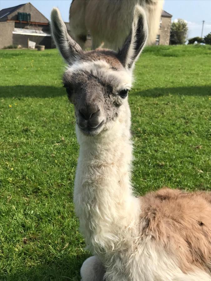 The Beautiful Lazy Llama Shepherd Hut Farm Stay Ballyshannon Eksteriør billede