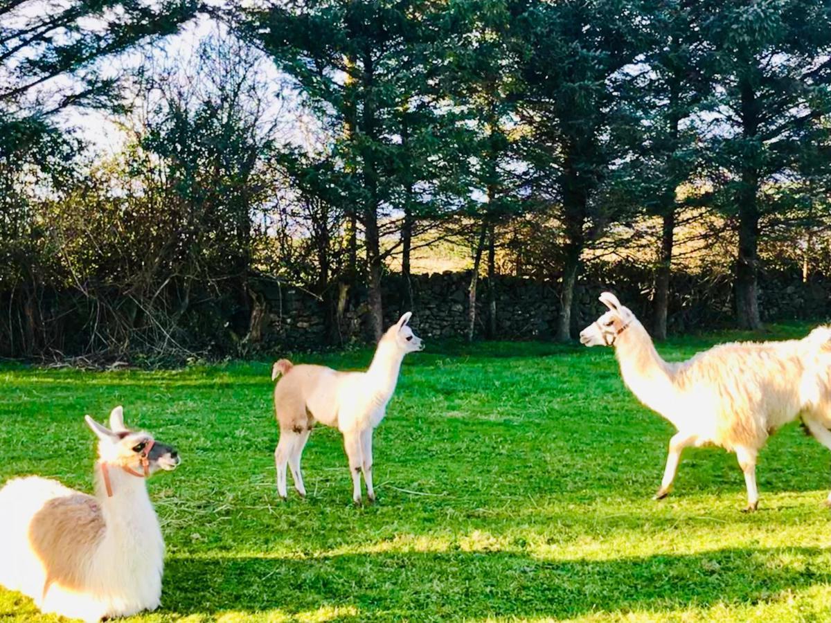 The Beautiful Lazy Llama Shepherd Hut Farm Stay Ballyshannon Eksteriør billede