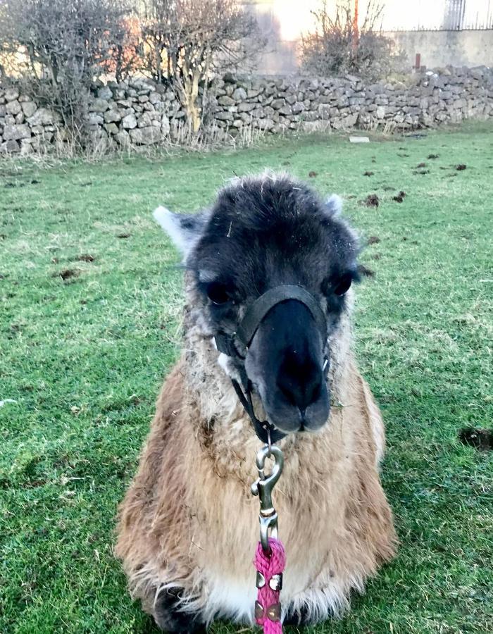 The Beautiful Lazy Llama Shepherd Hut Farm Stay Ballyshannon Eksteriør billede